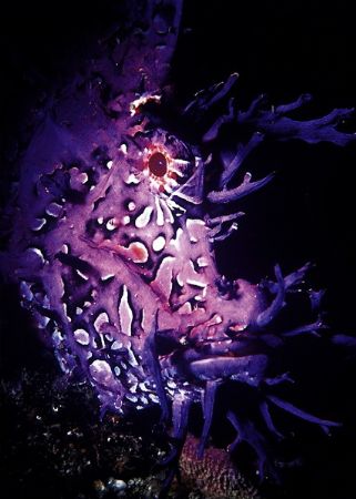 rhinopious ,aliwal shoal , south africa by Gregory Grant 