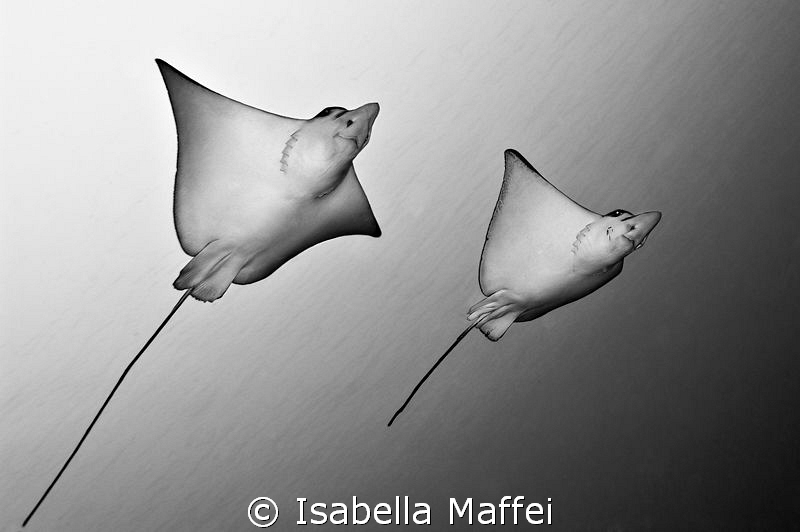 "CONNECTION" by Isabella Maffei 