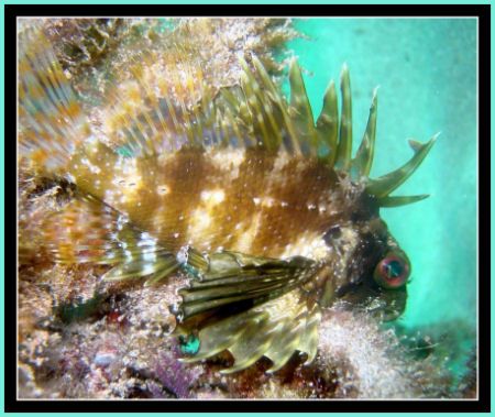 Green Lionfish shot @ ~35' depth, west shore of Oahu, Haw... by Glenn Poulain 