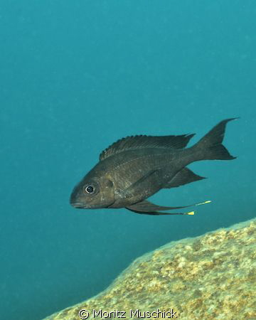 Featherfin cichlids from Lake Tanganyika have an interest... by Moritz Muschick 