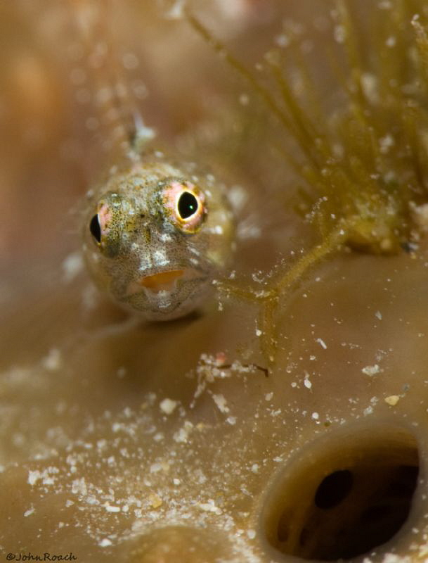 Emblemariopsis carib (Caribbean Flagfin Blenny) taken wit... by John Roach 