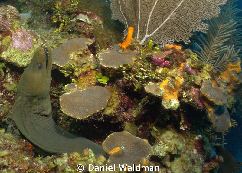 Green Moray taken with Canon G12 and Canon Housing settin... by Daniel Waldman 