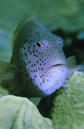 Freckled hawkfish,Red sea.F50,105mm lens.Twin SB105 flash... by Derek Haslam 