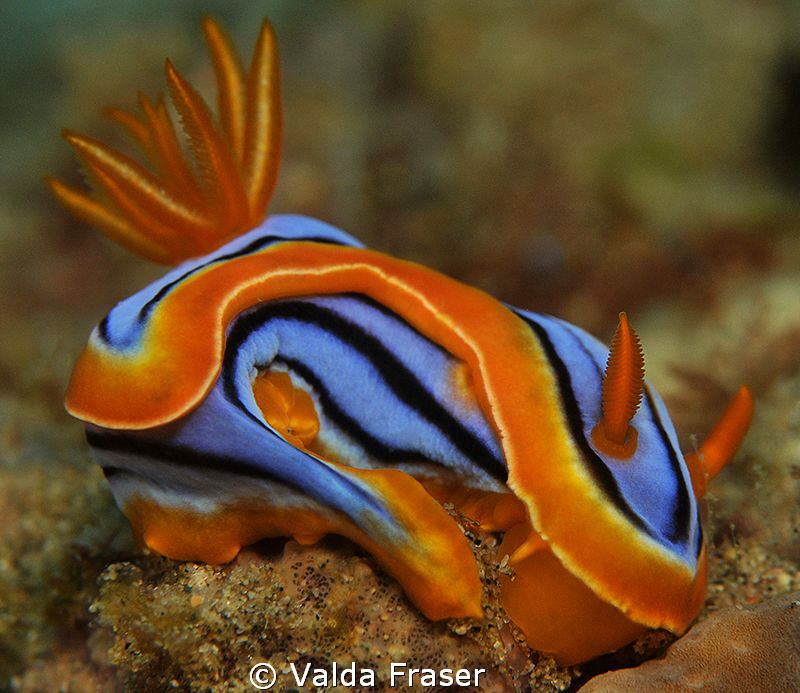 Chromodoris hamiltoni curled up like a cat. by Valda Fraser 