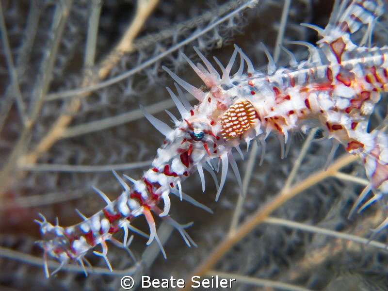 Ghostpipe fish by Beate Seiler 