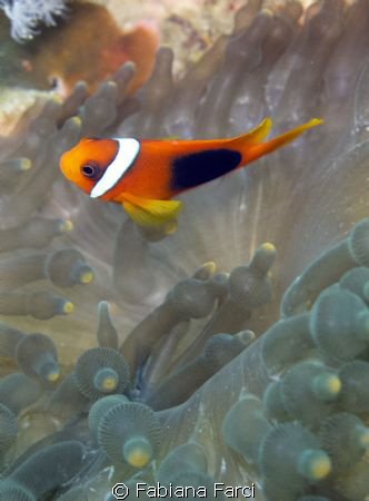 Clowfish by Fabiana Farci 