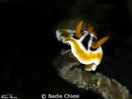 Moalboal-Cebu by Nadia Chiesi 