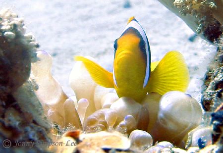 Taken at "Moray Garden" Dahab. by Jonny Simpson-lee 