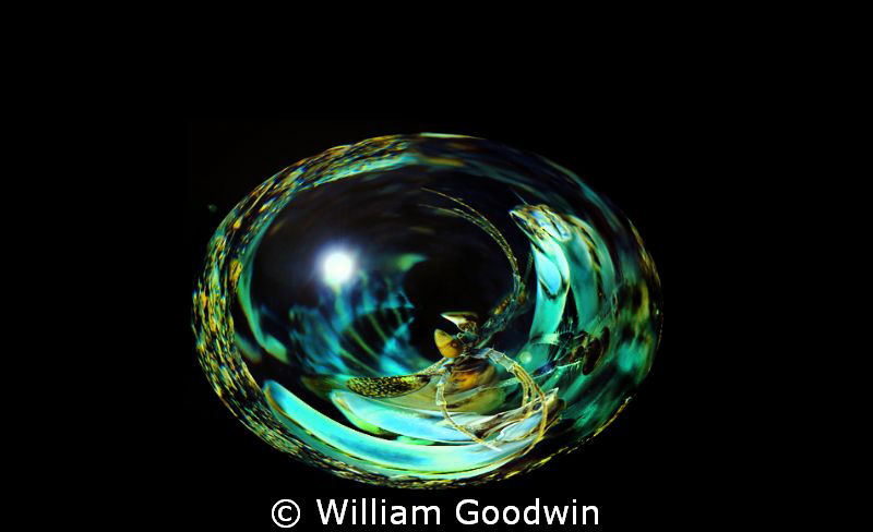 Egg No. 15 by William Goodwin 