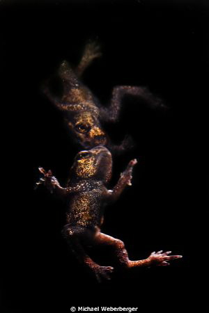 out of the dark!  This little frog is about to leave befo... by Michael Weberberger 