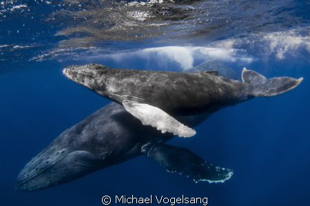 A humpback whale and her calf by Michael Vogelsang 
