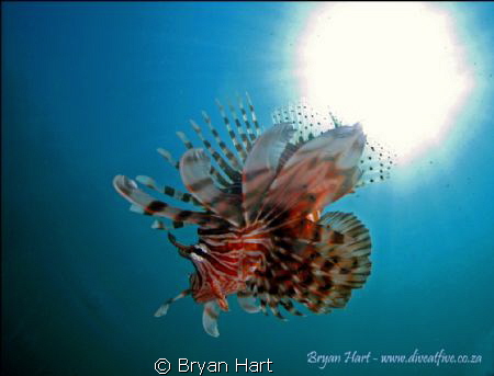 A shallow wreck in the Durban basin is home to a faily of... by Bryan Hart 