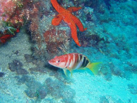 Croatia, island Maun, 40m depth by Jakub Patynek 