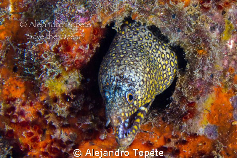 Save in home, La Paz Mexico by Alejandro Topete 