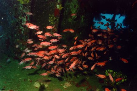 Blackbar Soldierfish schooling inside a wreck off St. Luc... by Matthew Shanley 