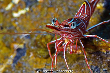 Here's looking at you ...

NIKON D7000 in a Seacam "Pre... by Thomas Bannenberg 