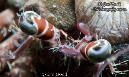 Looking into the eyes of a Hairy Red Hermit Crab by Jim Dodd 