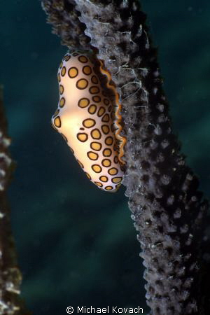 Flaminto Tongue on the Big Coral Knoll off the beach in F... by Michael Kovach 