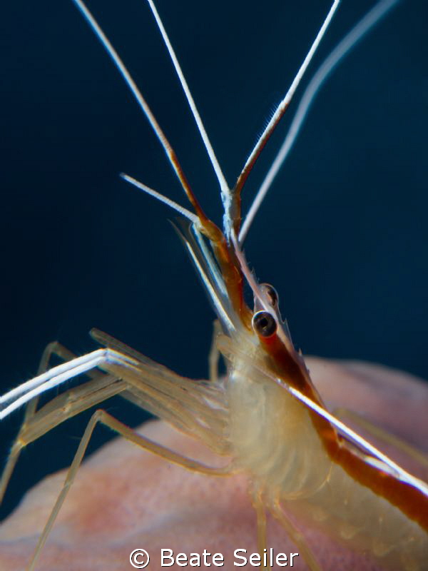Shrimp by Beate Seiler 