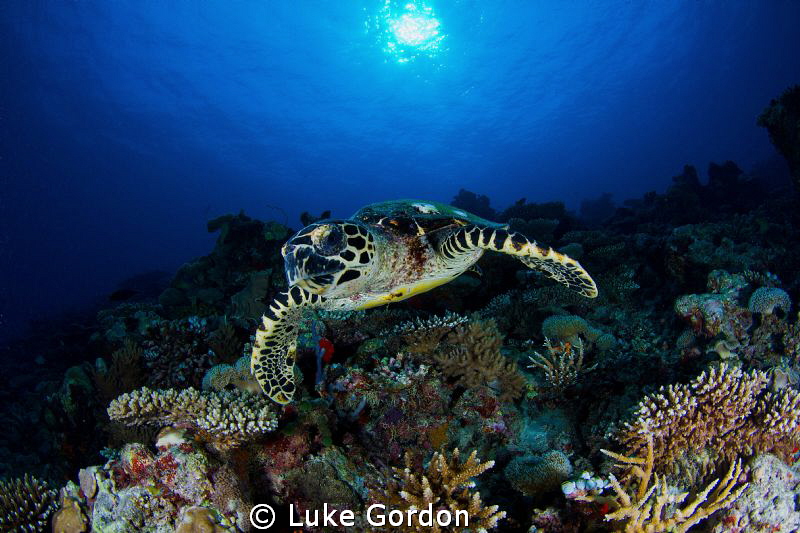 Coming through... by Luke Gordon 