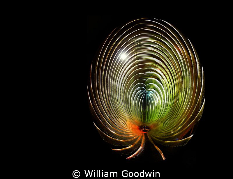 Egg No. 11. Polar coordinate tool plus some clean-up and ... by William Goodwin 