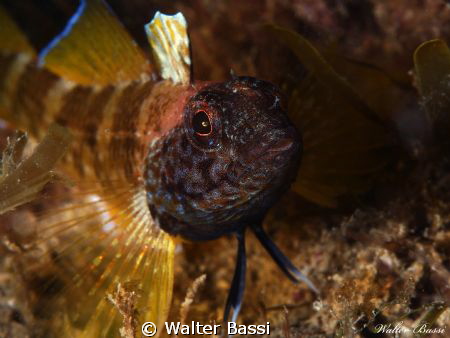 Trypterigion delaisi by Walter Bassi 
