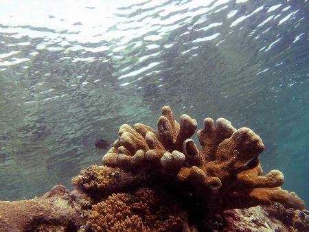 Reflections - Bunaken reeftop. Cannon D10. I just loved t... by John Akar 