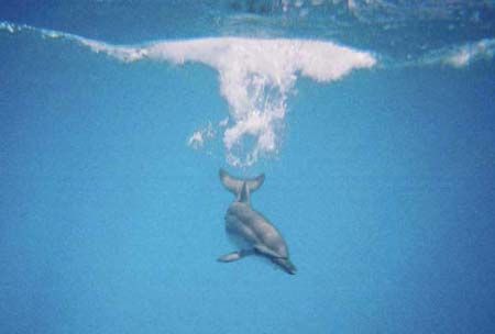 This "once in a life time shot" was taken with my Canon c... by Helen Kordyl 