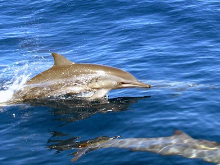 Spinner dolpins, very playful bunch.Great Barrier Reef c5060 by Joshua Miles 