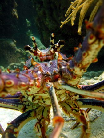 spiny lobster
key largo, FL
canon s70, no strobes by Dylan Matheson 