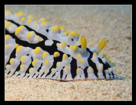 Varicose Phyllida - Shot off North Shore Oahu, Hawaii @ ~... by Glenn Poulain 