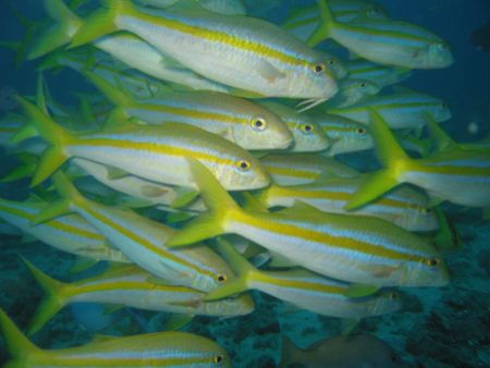 Isla Gorgona, Colombia. Dive Site Remanso del Horno. 60 f... by Alvaro De Castro 