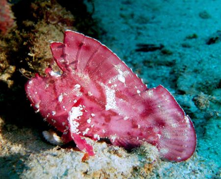 leaf fish shot in kapalai,very common in this area by Honarius Basil 