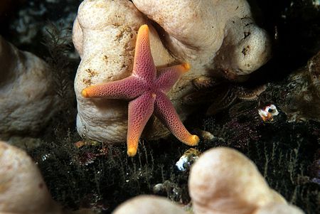 Bloody Henry & Dead Man's Fingers.
St. Abbs, Berwickshir... by Mark Thomas 