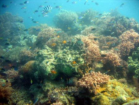 City Life - taken on The Great Barrier Reef, in The Whits... by Rebecca Wood 