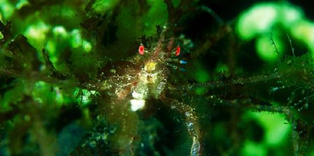red eye / indonesia by Gregory Grant 