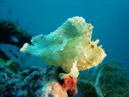 Scorpion Leaffish.Taken from kapalai /sony P9 by Honarius Basil 