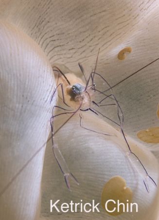 Bubble coral shrimp shot near the jetty in Kapalai by Ketrick Chin 