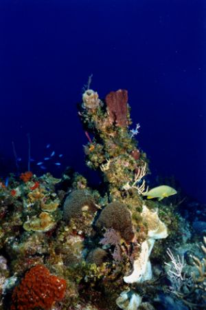 Blue Striped Grunt hanging out amongst the hard and soft ... by Matthew Shanley 
