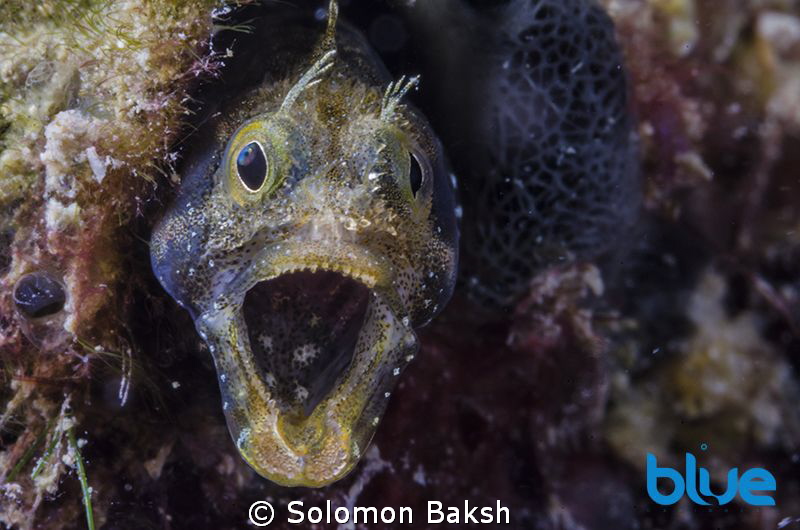 Secretary Blenny at 25 feet on Chacachacare island, Trini... by Solomon Baksh 