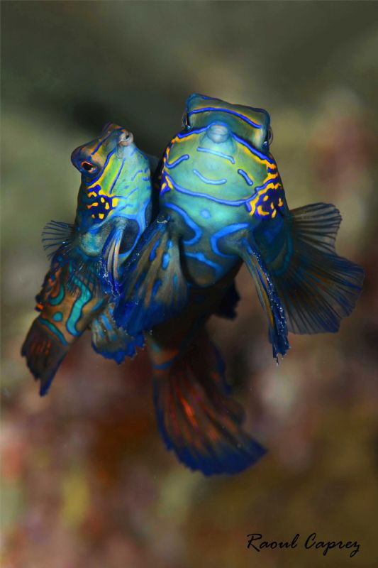 Little couple by Raoul Caprez 