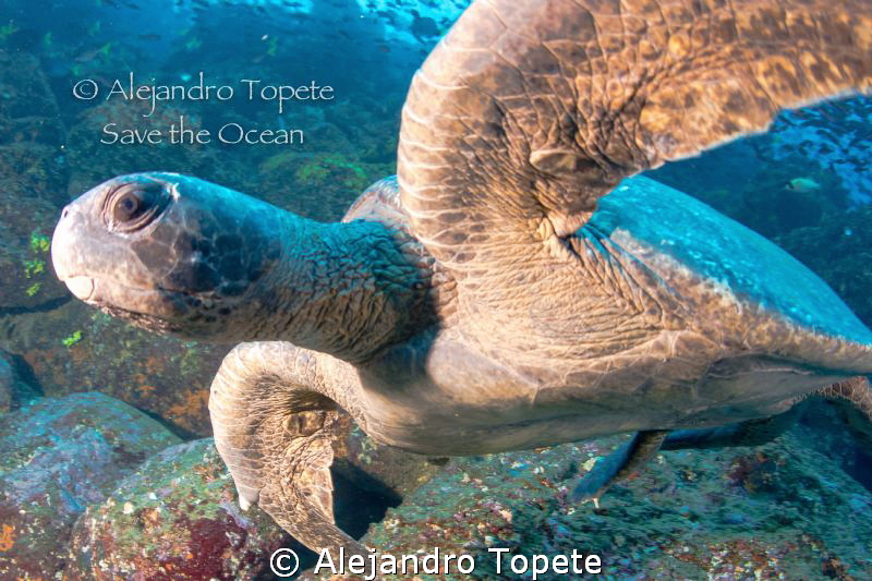 Green Turtle close up, Galapagos Ecuador by Alejandro Topete 