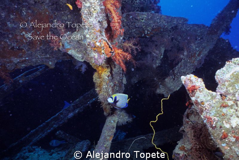 Angel in the wreck, Sharm il Sheik Egypt by Alejandro Topete 