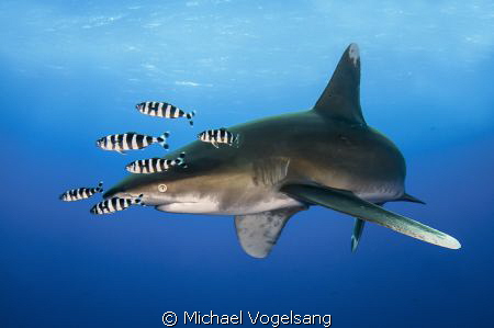 Longimanus by Michael Vogelsang 