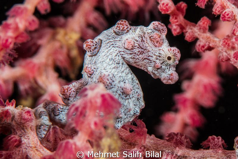 A pygmy sea horse in Anilao. Nikon D800, Micro 105 with C... by Mehmet Salih Bilal 