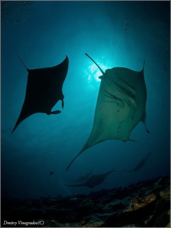 Manta Point by Dmitry Vinogradov 
