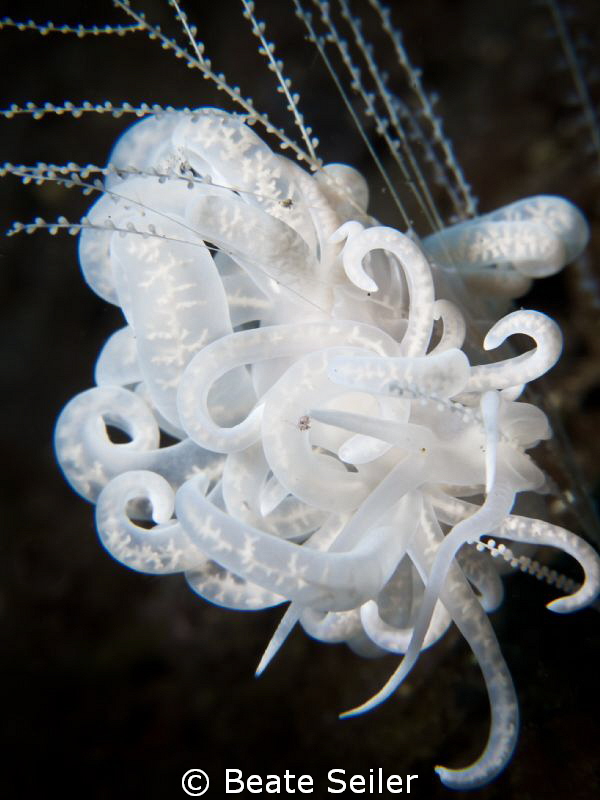 Solar power nudi by Beate Seiler 