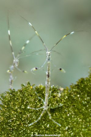 skeleton shrimps (Caprellidae)

NIKON D7000 in a Seacam... by Thomas Bannenberg 
