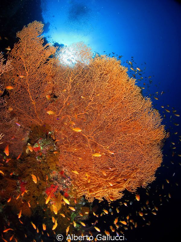 Life tree by Alberto Gallucci 