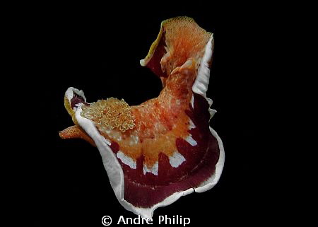 flamenco with flying dress - a spanish dancer by night by Andre Philip 